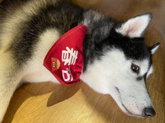 -Husky Go! 哈士奇体验馆·宠物咖啡厅狗咖