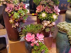 -朝来春花卉市场