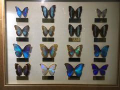 -上海昆虫博物馆