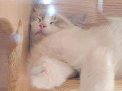 -喵喵咪呀布偶猫咖(春熙路店)