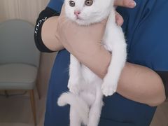 -申普宠物医院·眼科·心内科·影像科(普陀分院)