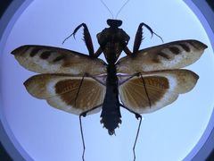 -上海昆虫博物馆