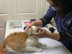 -伟伟宠物医院·CT影像中心·瑞派犬猫综合性门诊(汉口总院)