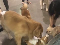 -百好乐宠物友好餐厅(朝外大街店)