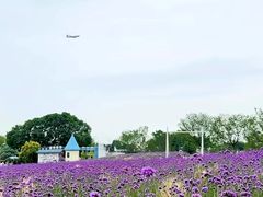 -空港花田景区