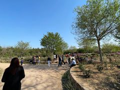 -莱阳濯村樱花园