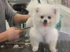 -BABYDOG宝贝狗宠物乐园(欧洲城店)