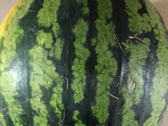 -菜园坝水果市场