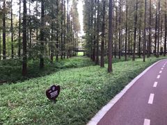 -黄海国家森林公园