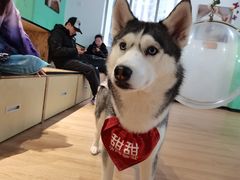 -Husky Go! 哈士奇体验馆·宠物咖啡厅狗咖