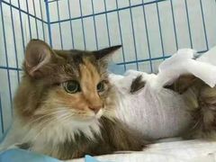 -佳怡动物医院·平价24小时·猫专科骨外科