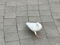 -中粮·祥云小镇