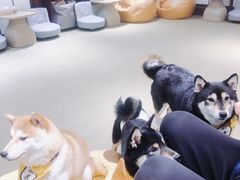 -逗柴咖啡屋·狗咖猫咖宠物桌游