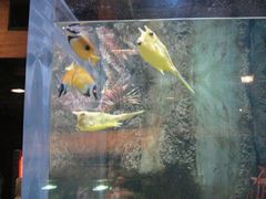 -迪拜水族馆及水下动物园