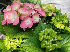 -金陵花卉交易市场