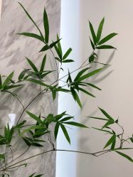 -德绣·机器野生眉发际线·美瞳线半永久