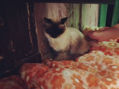 -猫咪博物馆(顶澳仔猫街店)