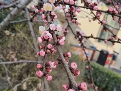 -青岛大学路小学