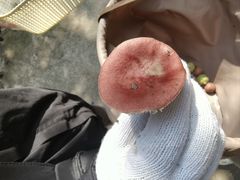 -素山寺森林公园