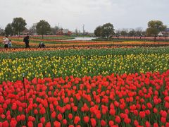 -荷兰花海
