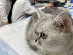 -美联众合动物医院·24h转诊中心