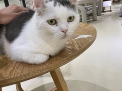 -藏猫猫咖啡主题馆(中央大道店)