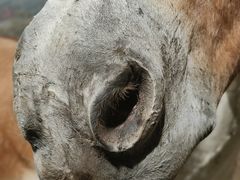 -四川大学博物馆