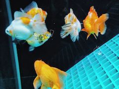 -海合安天津极地海洋公园