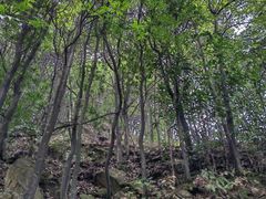 -南山植物园