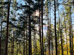 -莫尔道嘎国家森林公园