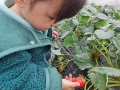 -小鱼草莓采摘园农家乐·小鱼餐厅