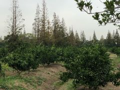 -上海长兴岛郊野公园