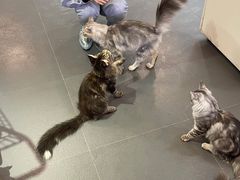 -十年猫舍·猫咪专门店(普陀店)