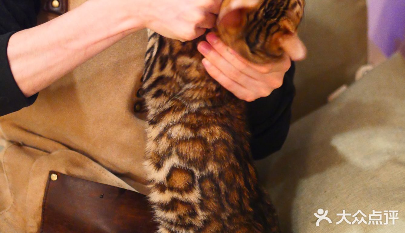 猫咖还能打桌游，这也太治愈了 