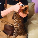 猫咖还能打桌游，这也太治愈了 