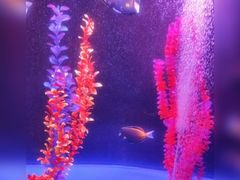 -青岛嘉年华主题乐园