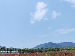 -亚龙湾国际玫瑰谷