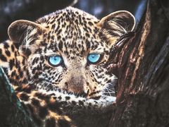 -罗红摄影艺术馆