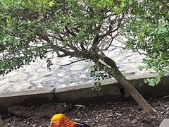 -燕塞湖鸟语林景区