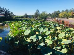 -静之湖湖畔餐厅