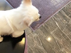 -宠爱国际动物医院·消化内科·心肾内科·ISFM猫友好(望京店)