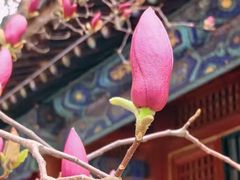 -潭柘寺景区