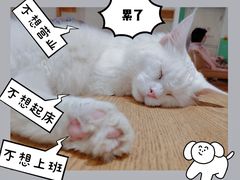 -藏猫猫咖啡主题馆(中央大道店)