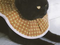 -喵屿·大理花园猫咖