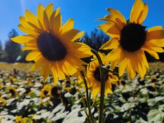 -长白岛森林公园