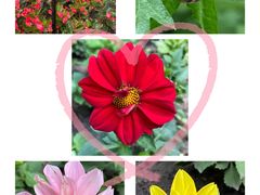 -黑龙江省森林植物园