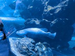 -海合安天津极地海洋公园