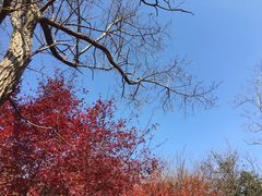-崂山巨峰游览区