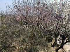-香雪海