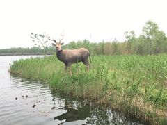 -溱湖国家湿地公园